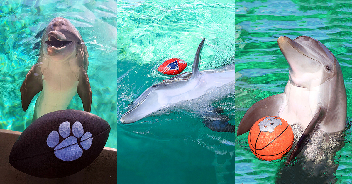 Clearwater Marine Aquarium's Nicholas the dolphin, turtle make World Series  picks