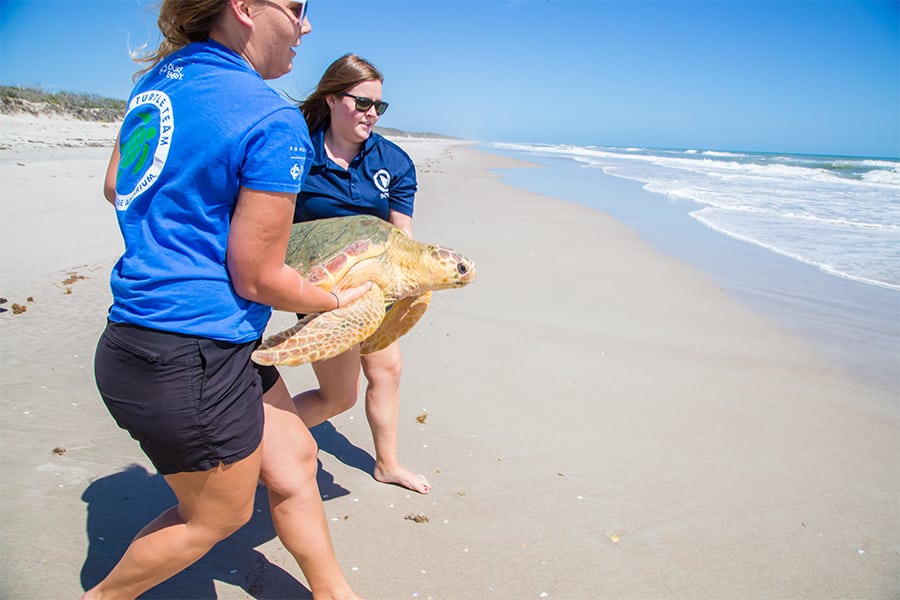 Alvin sea turtle being released by Clearwater Marine Aquarium sea turtle team