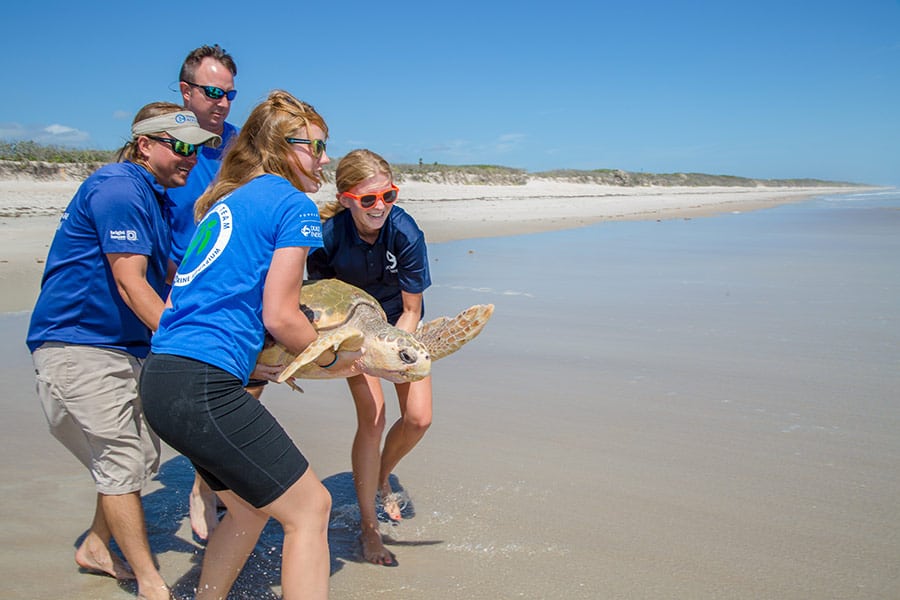 Simon loggerhead sea turtle being released by Clearwater Marine Aquarium sea turtle team