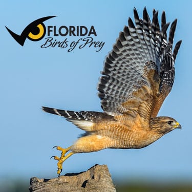 Florida Raptors  Audubon Center for Birds of Prey