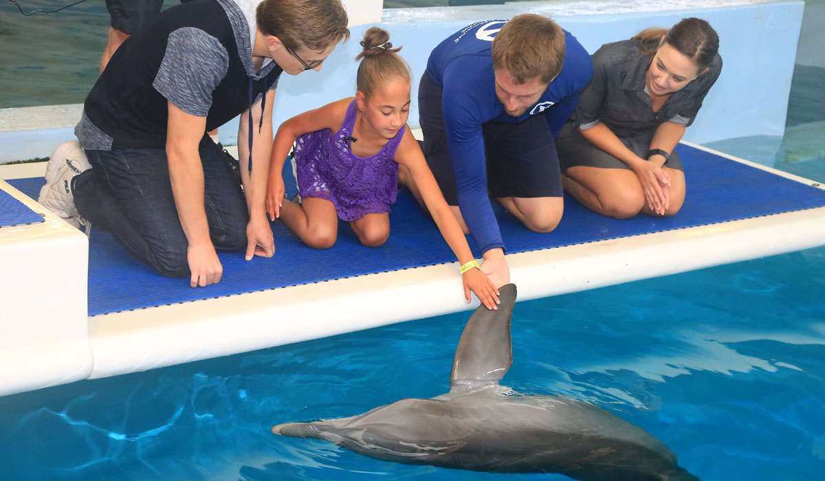 dolphin tale cast