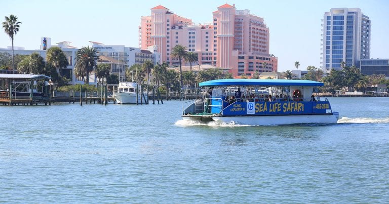 clearwater aquarium sea life safari