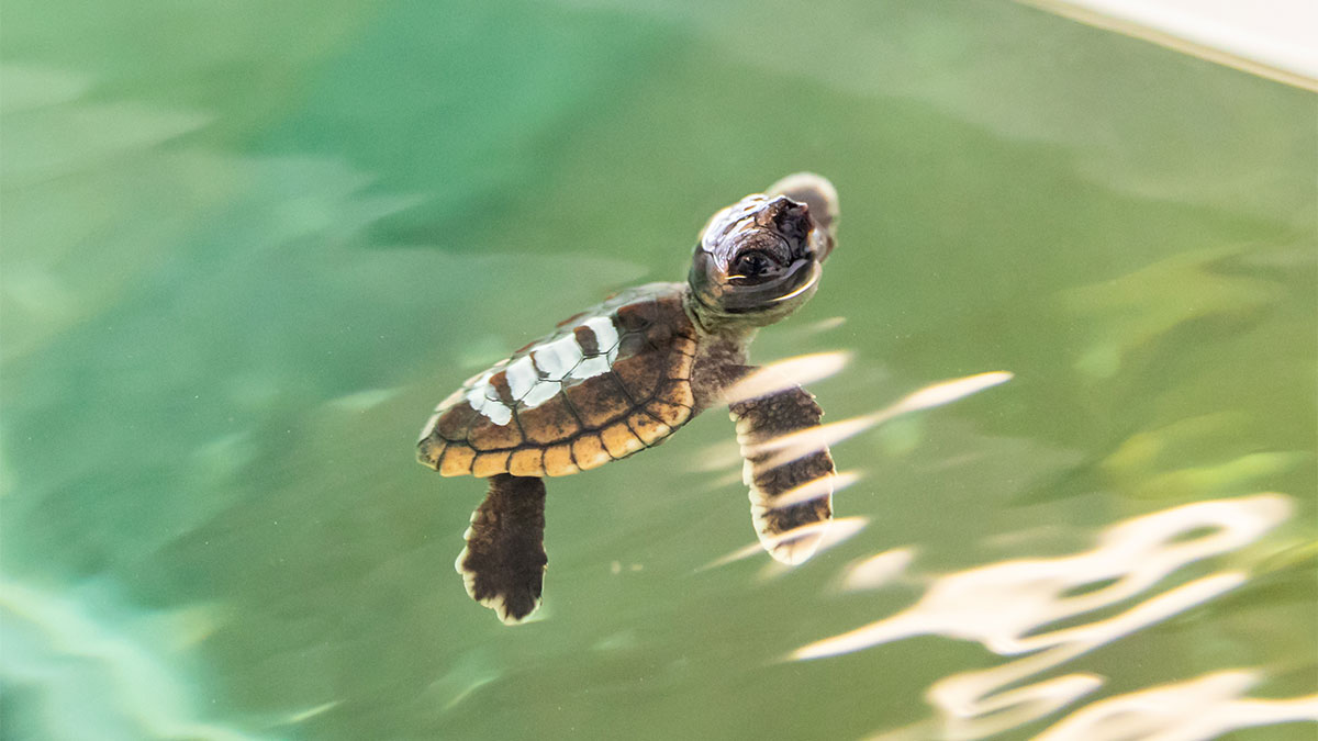 cute baby sea turtles in water