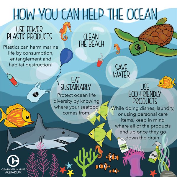 Six Ocean-Friendly Habits to Help Protect Marine Life - Clearwater ...