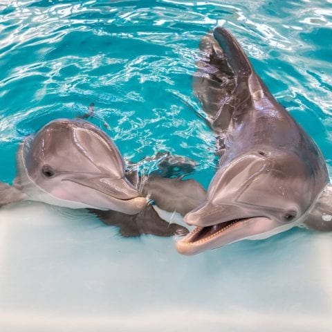 Winter & Hope - Clearwater Marine Aquarium