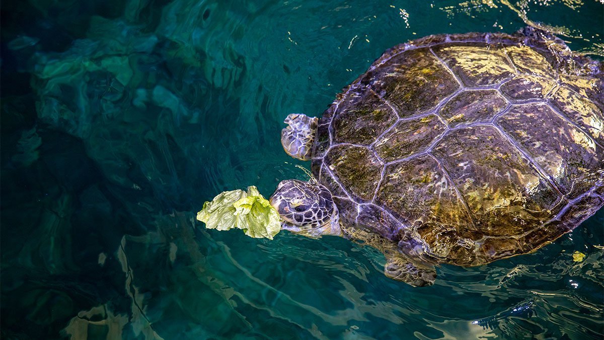 What Do Different Sea Turtles Eat Clearwater Marine Aquarium