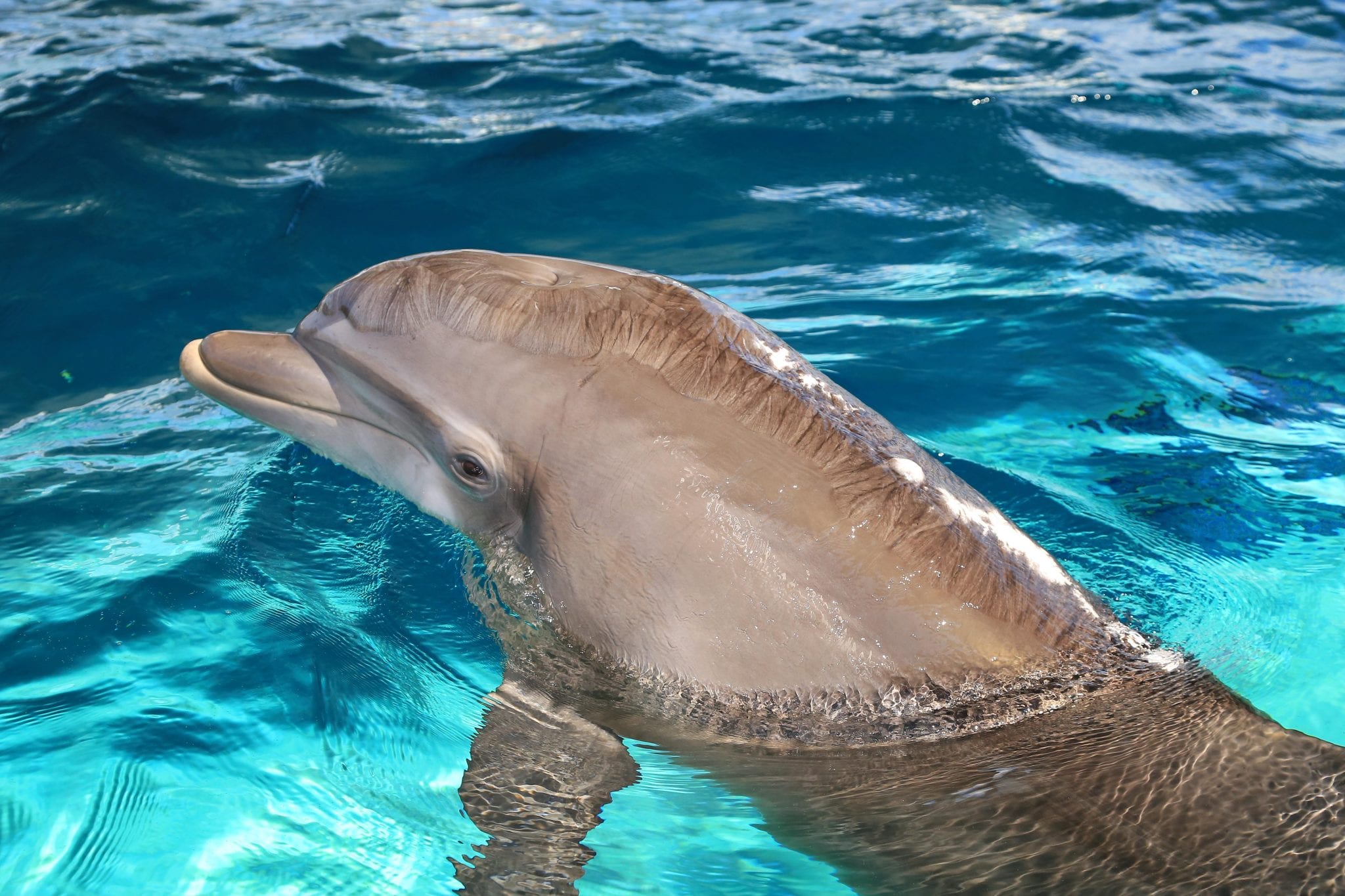 dolphins-clearwater-marine-aquarium