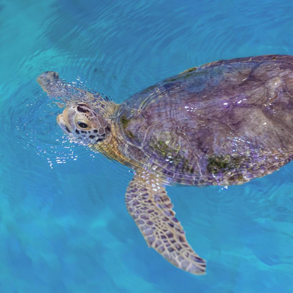 Sea Turtles - Clearwater Marine Aquarium