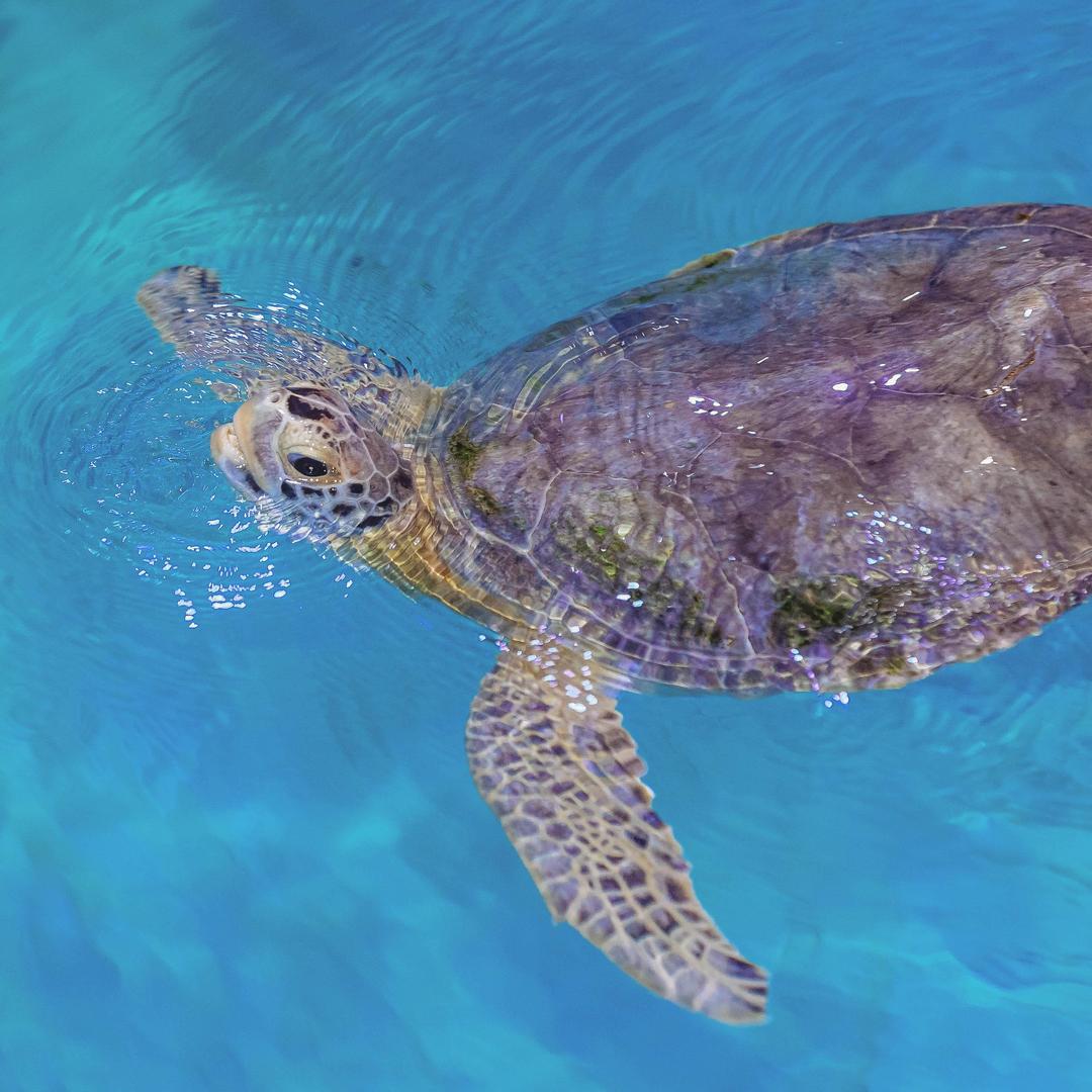 Sea Turtles - Clearwater Marine Aquarium