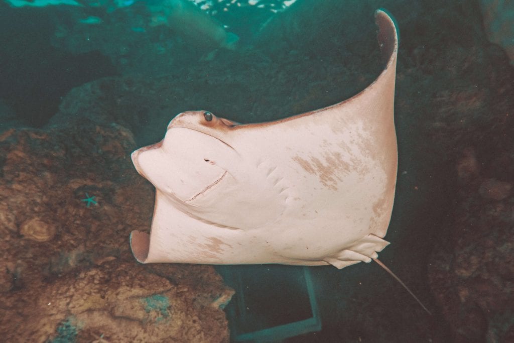 Resident Stingray Swimming