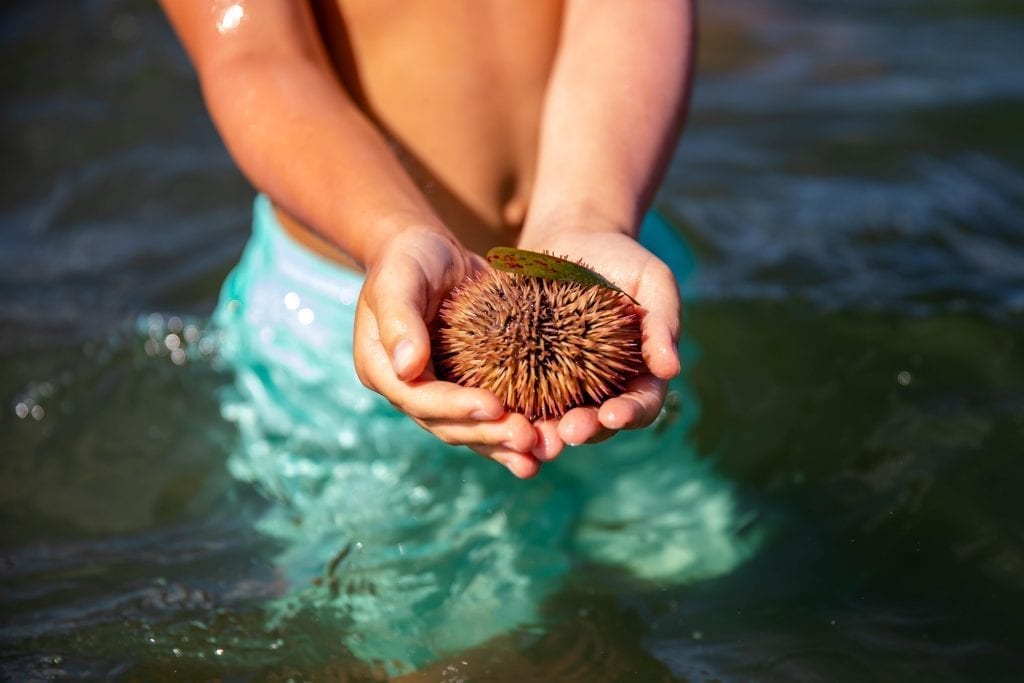 Child Holding a Sea Urchin in the Water