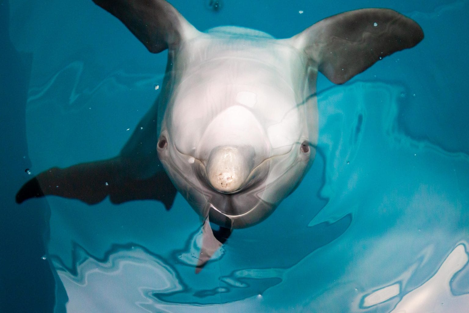 Hope the Dolphin Clearwater Marine Aquarium