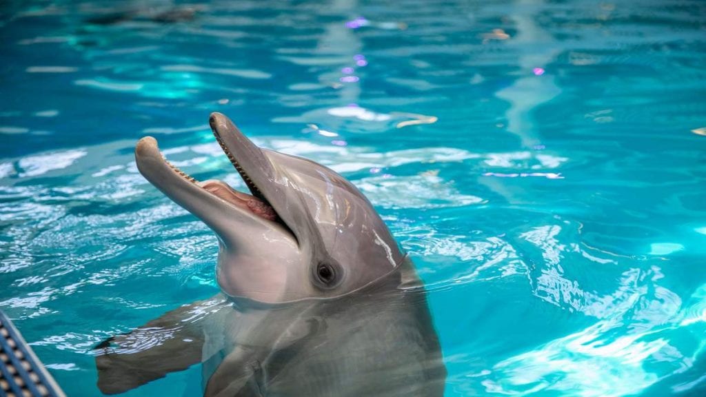 clearwater marine aquarium jobs