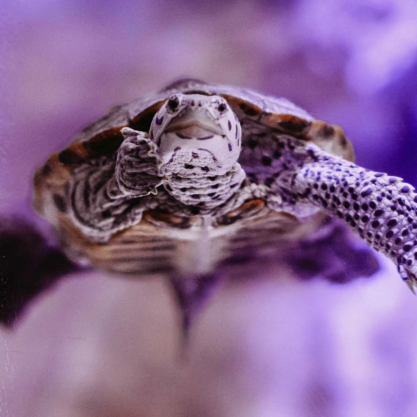 Reptile Species - Clearwater Marine Aquarium