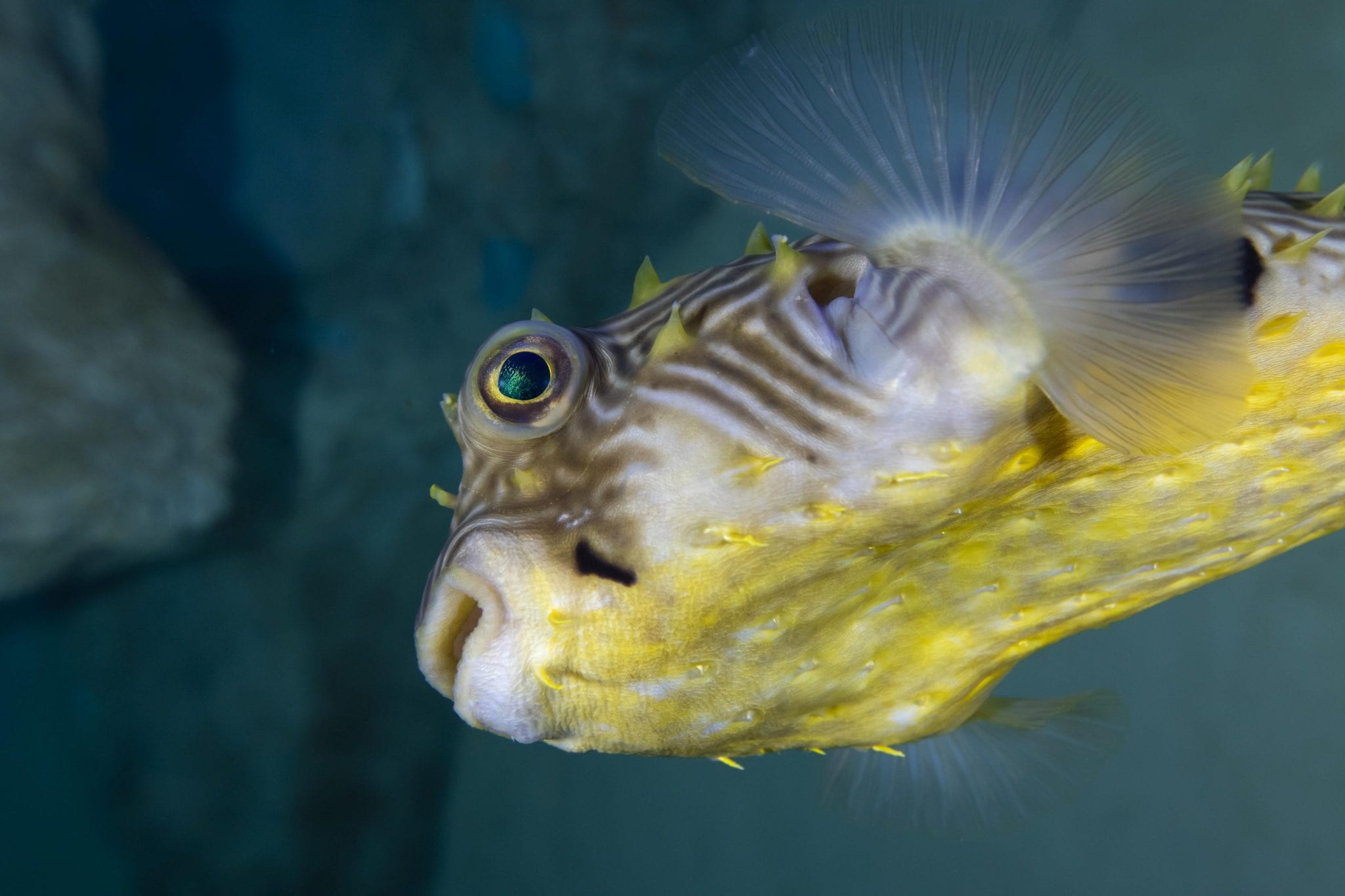 More Marine Animals - Clearwater Marine Aquarium