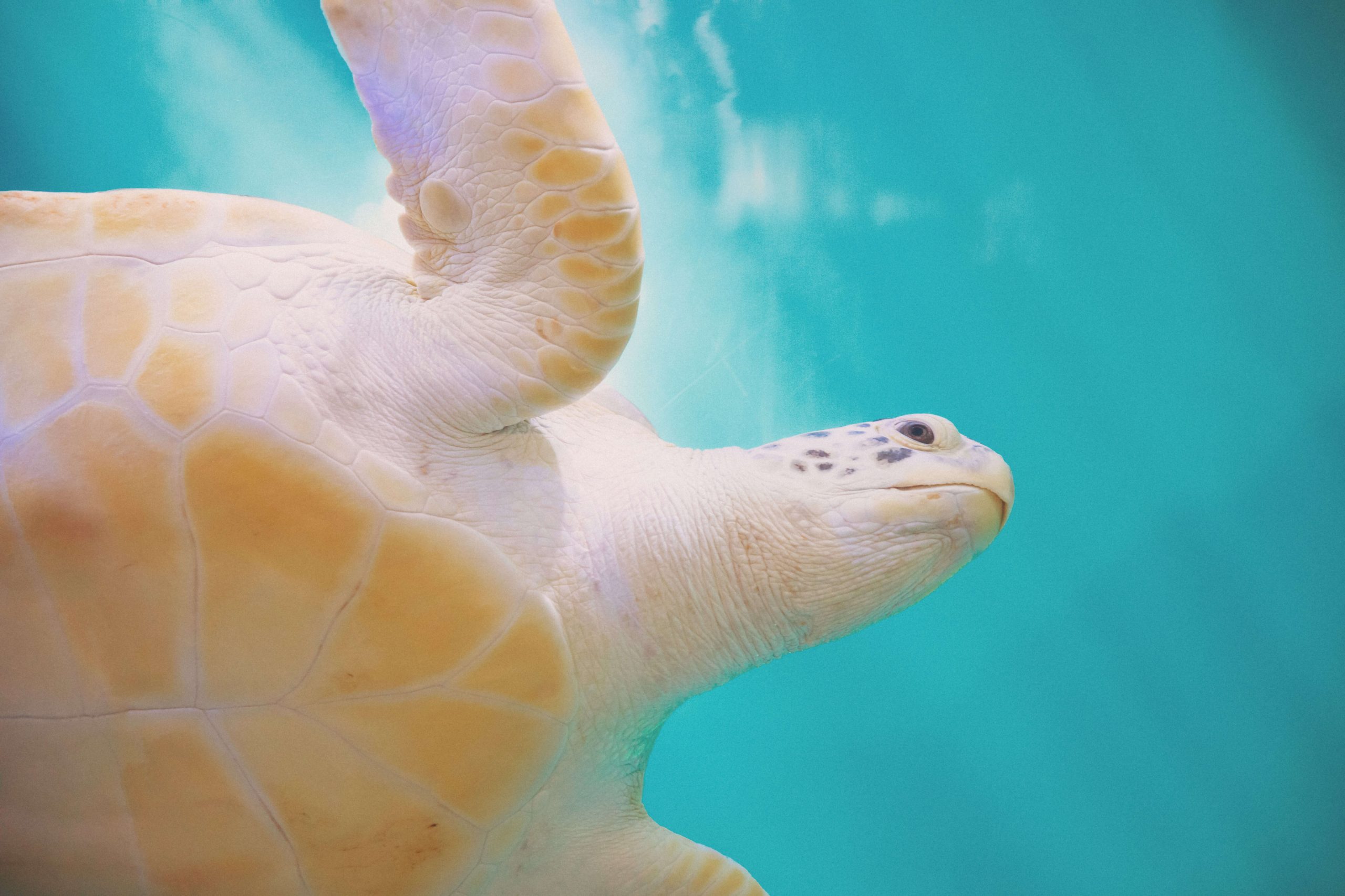 cute albino baby sea turtles