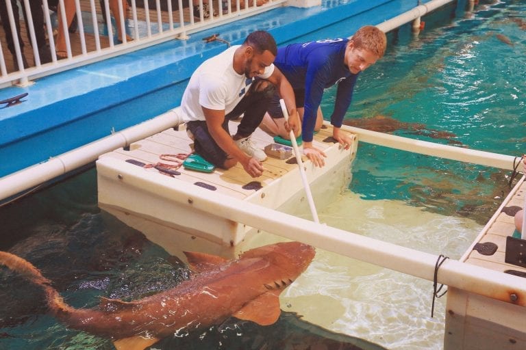 Man with CMA Staff Learning About the Shark Care Experience