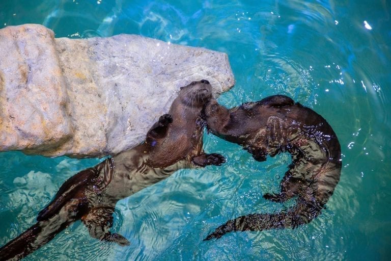 Wallie and Boomer in the Otter Oasis