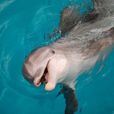 Winter Zone - Clearwater Marine Aquarium