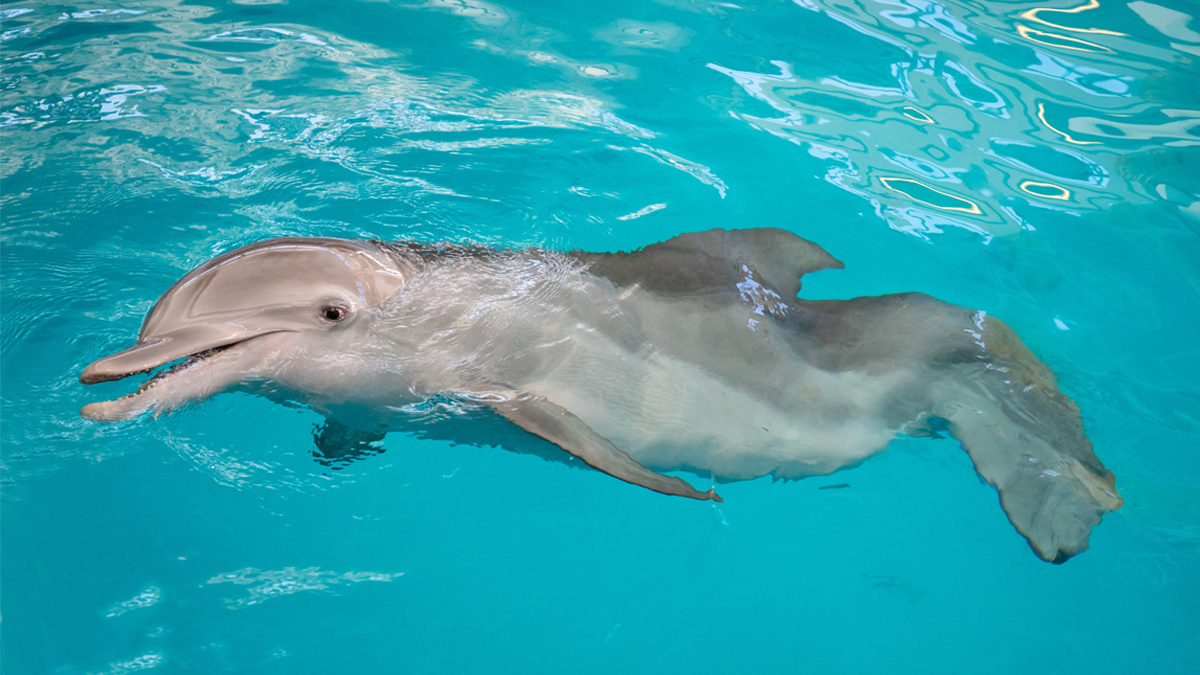 Winter The Dolphin Clearwater Marine Aquarium