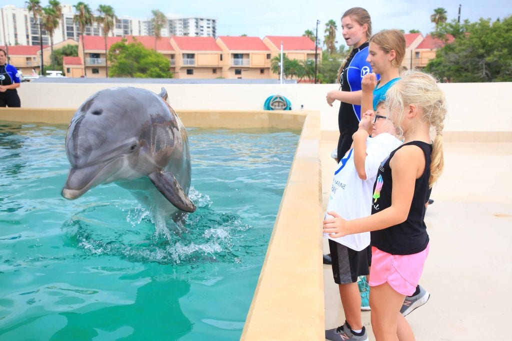 Clearwater Marine Aquarium Map Experiences & Exhibits - Clearwater Marine Aquarium