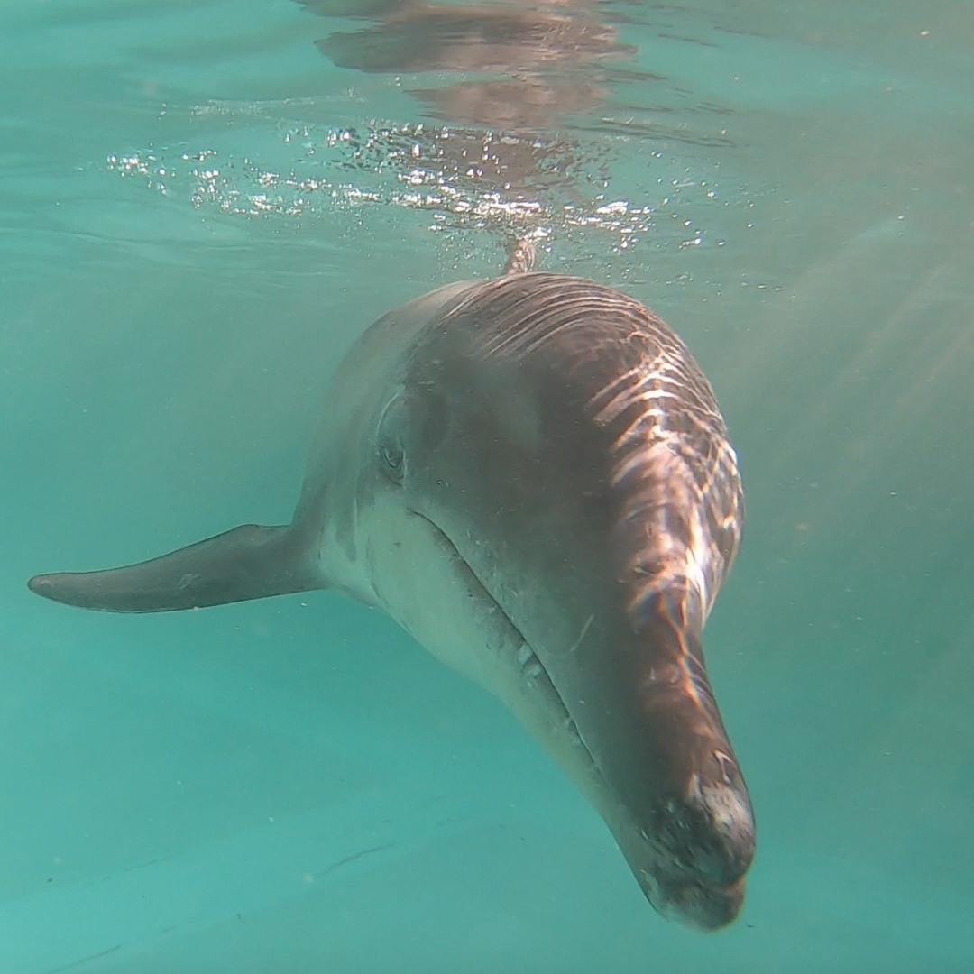 Rudolph the Rough-Toothed Dolphin - Clearwater Marine Aquarium