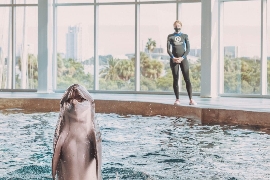 Stone Dolphin Complex Webcam 1 - Pool 1 - Clearwater Marine Aquarium