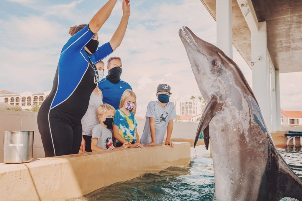 VIP Rough-Toothed Dolphin Experience - Clearwater Marine Aquarium