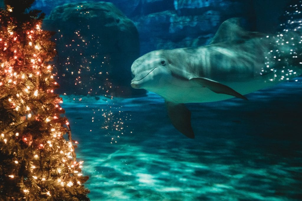 Nick, dolphin swimming by Christmas tree
