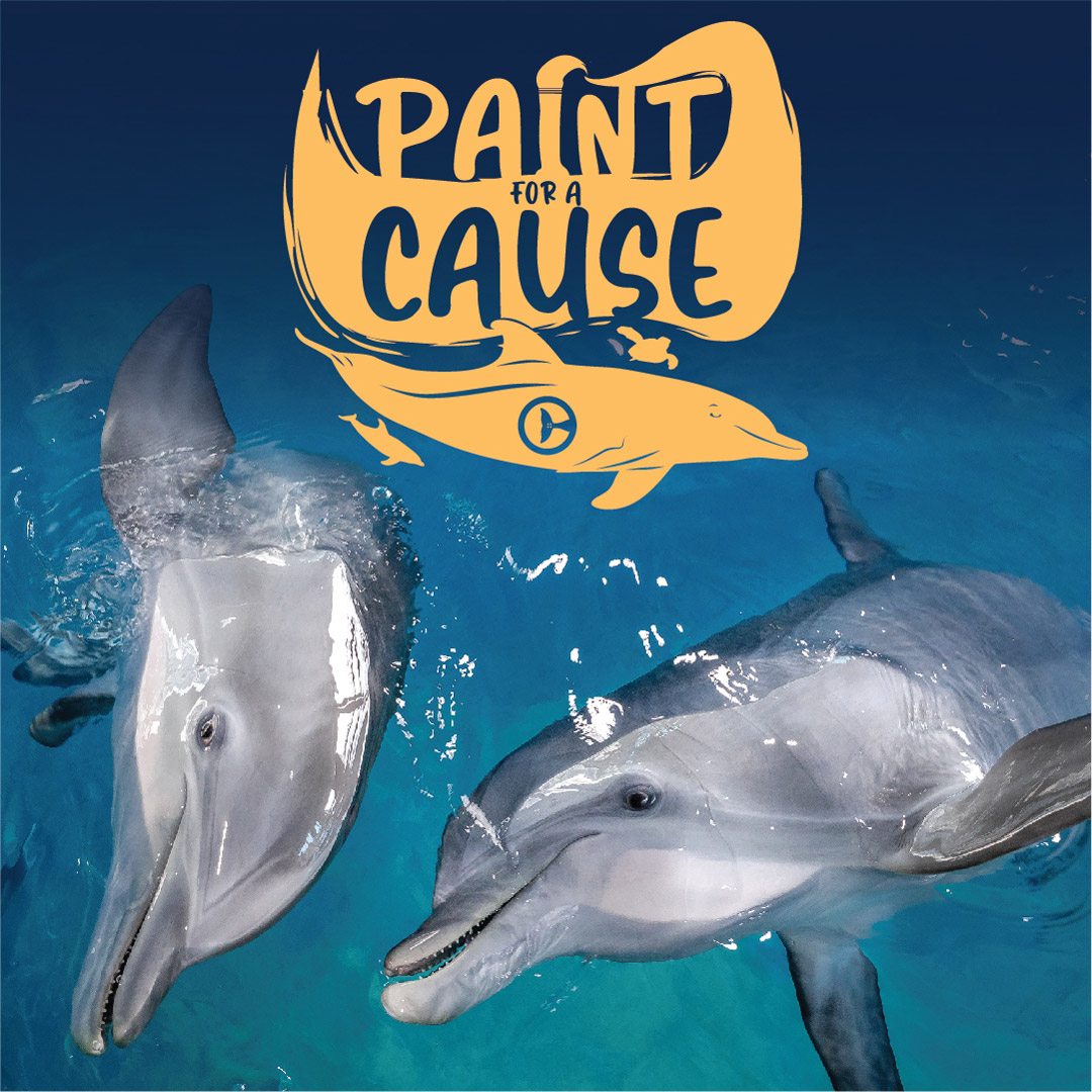 Clearwater marine aquarium map virtmontana