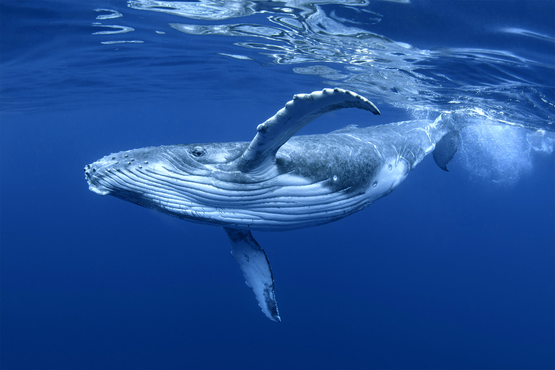 Ultimate Virtual Reality Experience - Clearwater Marine Aquarium