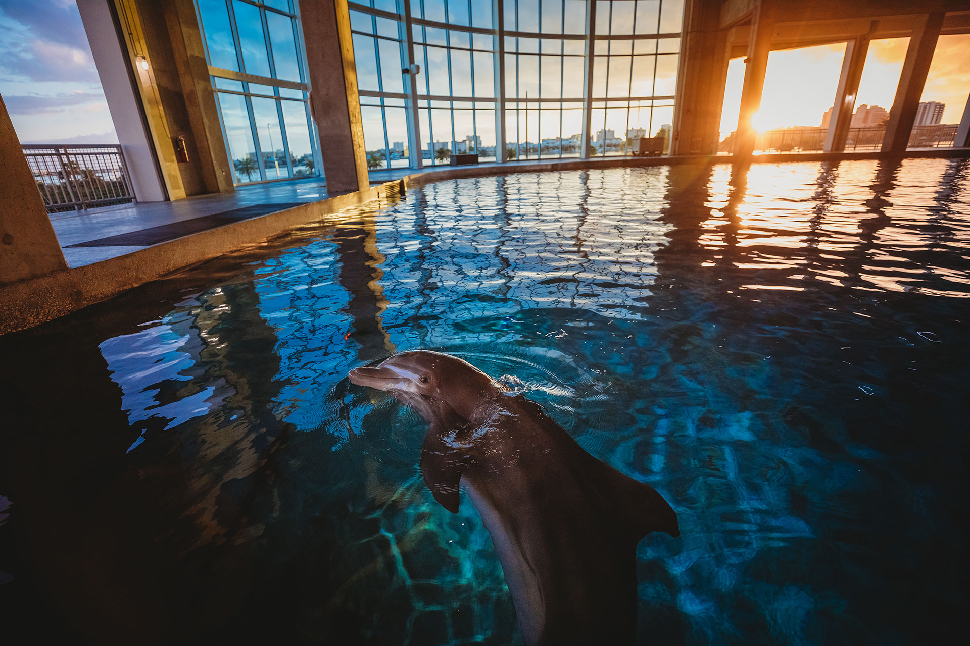 clearwater marine aquarium dolphins