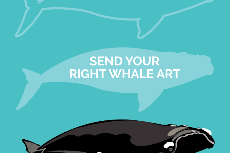 right whale call for art