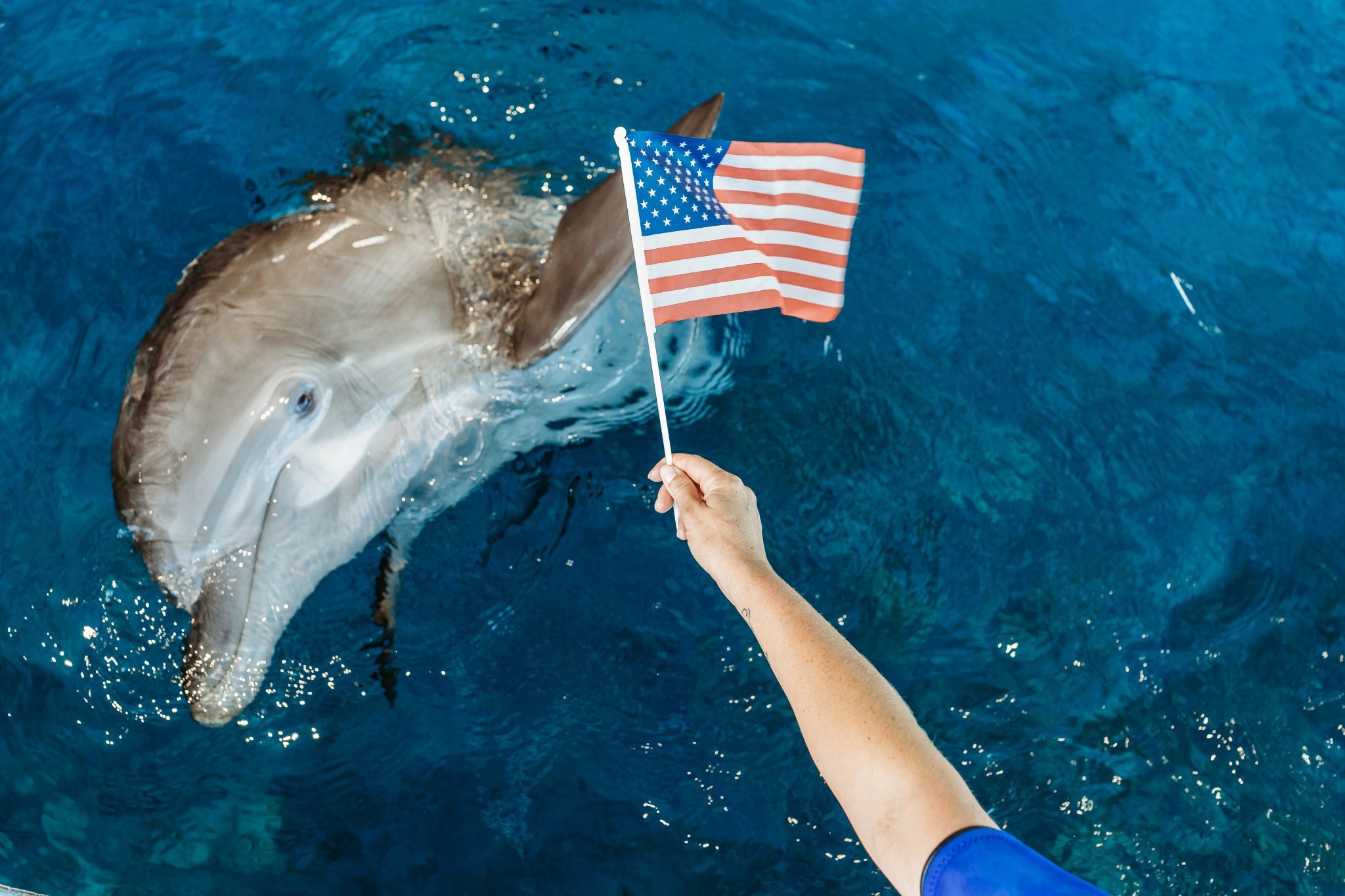 Veterans day aquarium of the pacific november 11