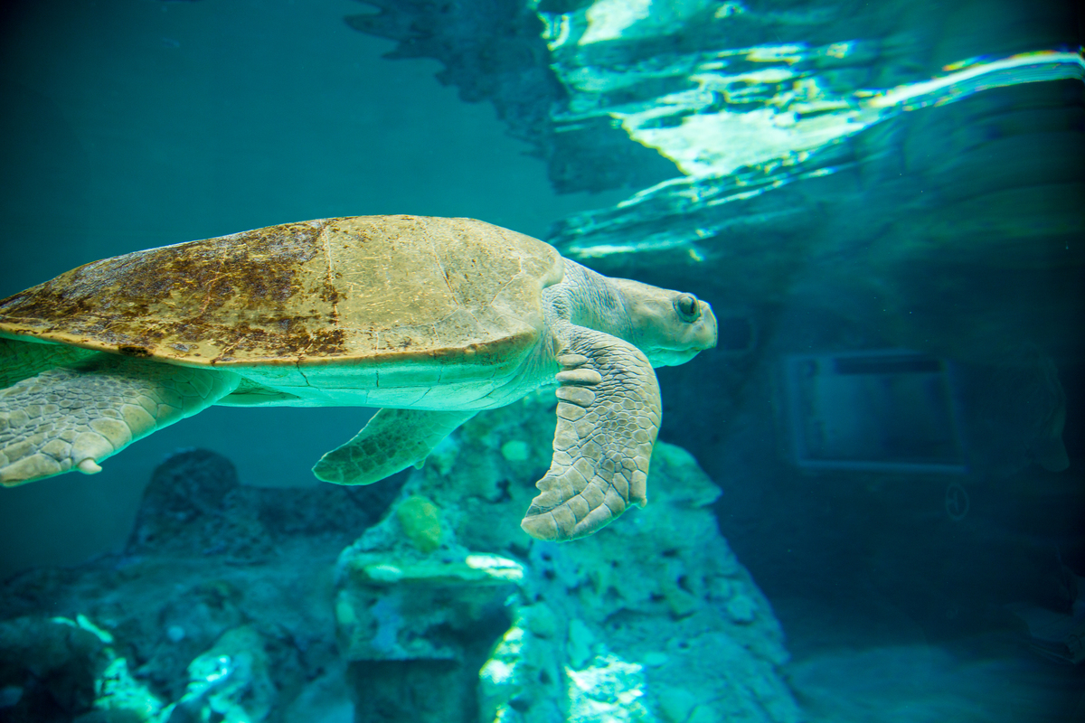 remembering-madam-clearwater-marine-aquarium