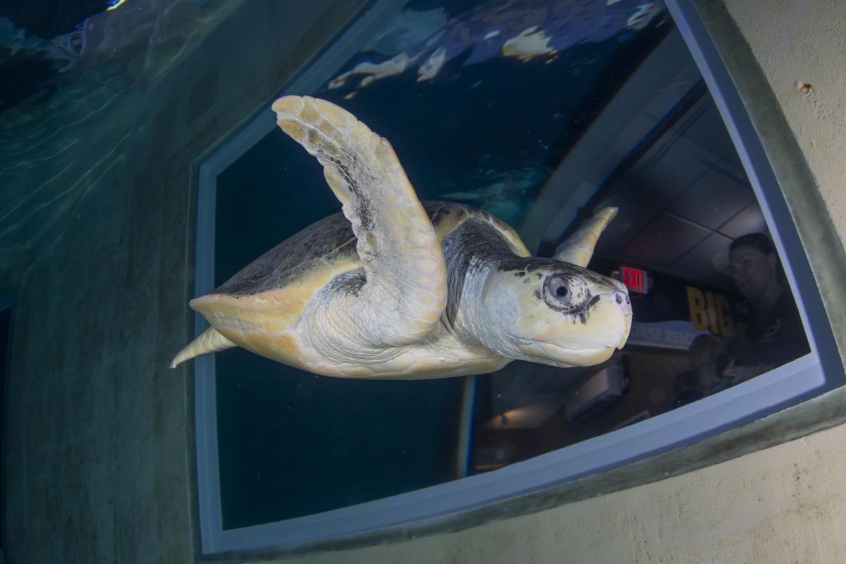 Remembering Madam - Clearwater Marine Aquarium