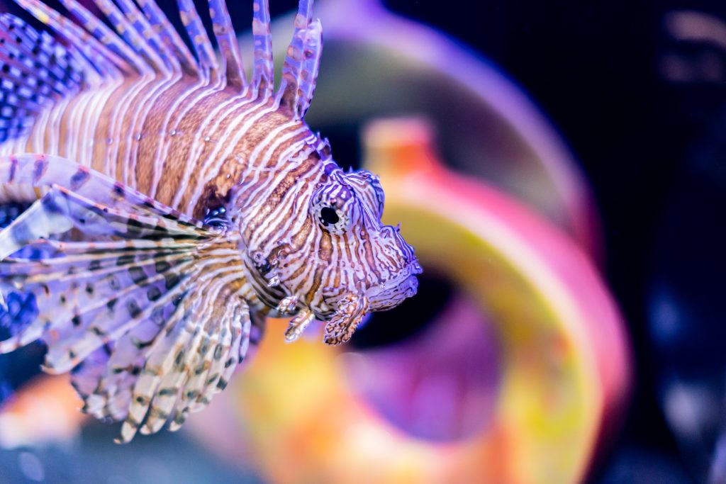 Red Lionfish - Clearwater Marine Aquarium