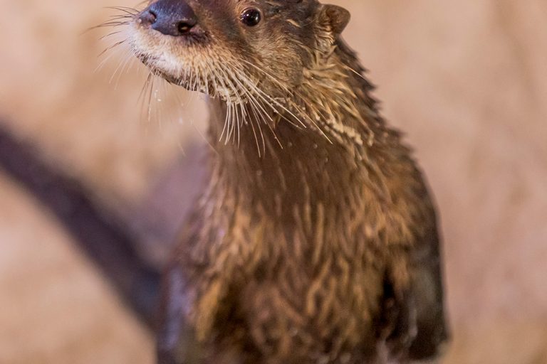 Opie otter