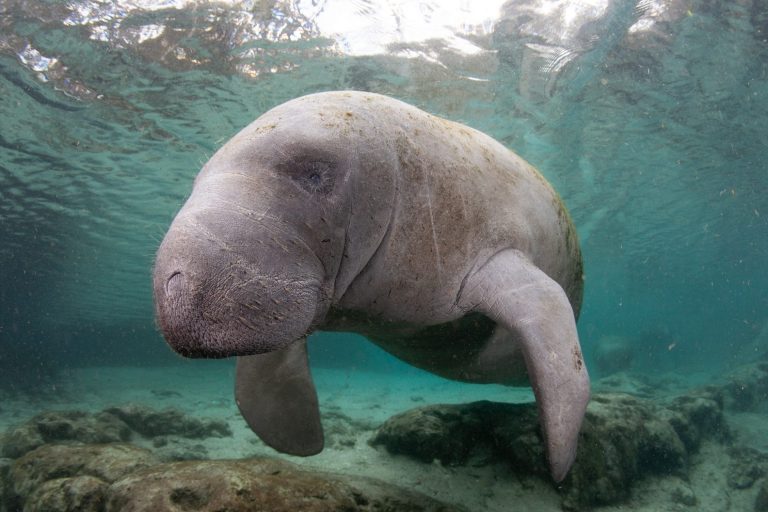 Manatees