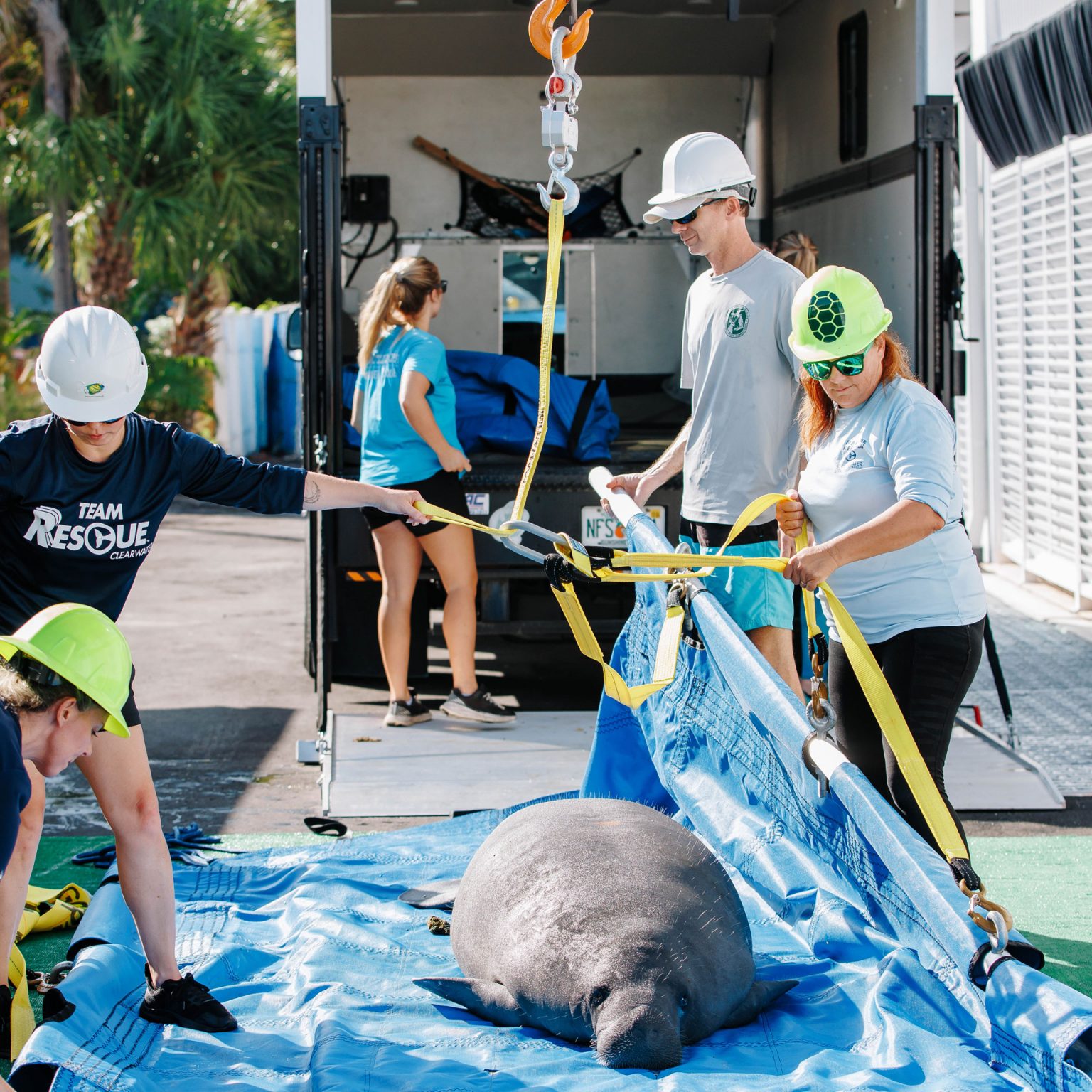 Manatee Rehabilitation Center - Clearwater Marine Aquarium