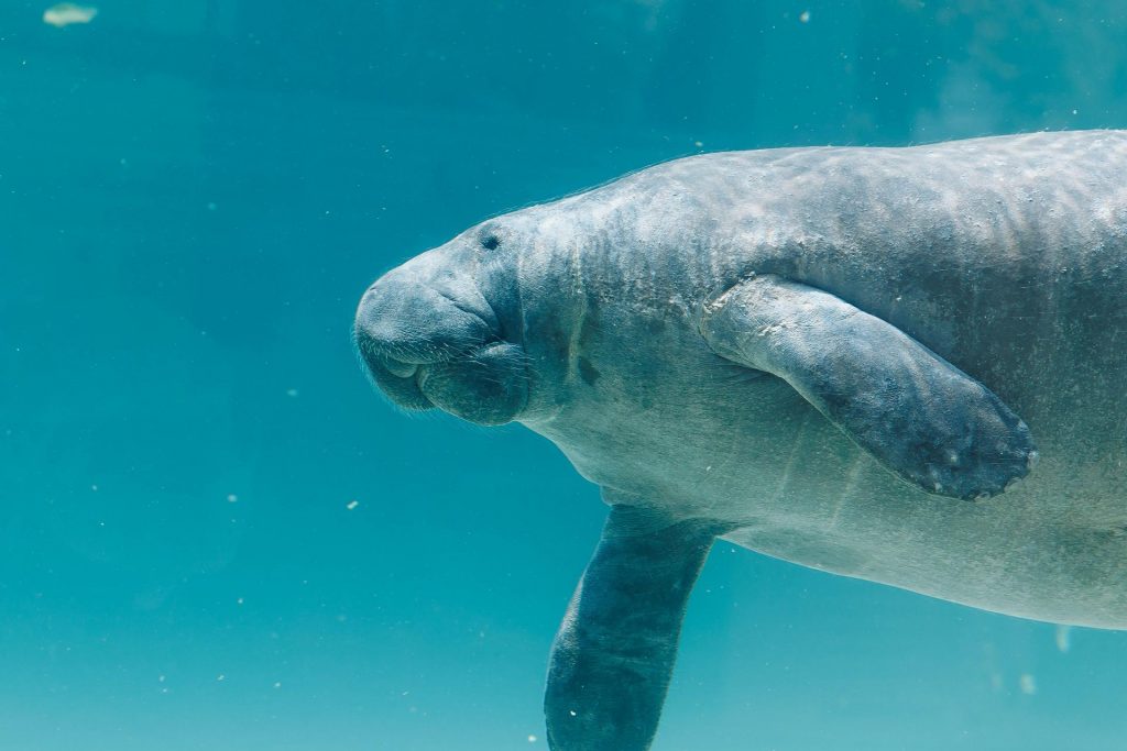 manatee