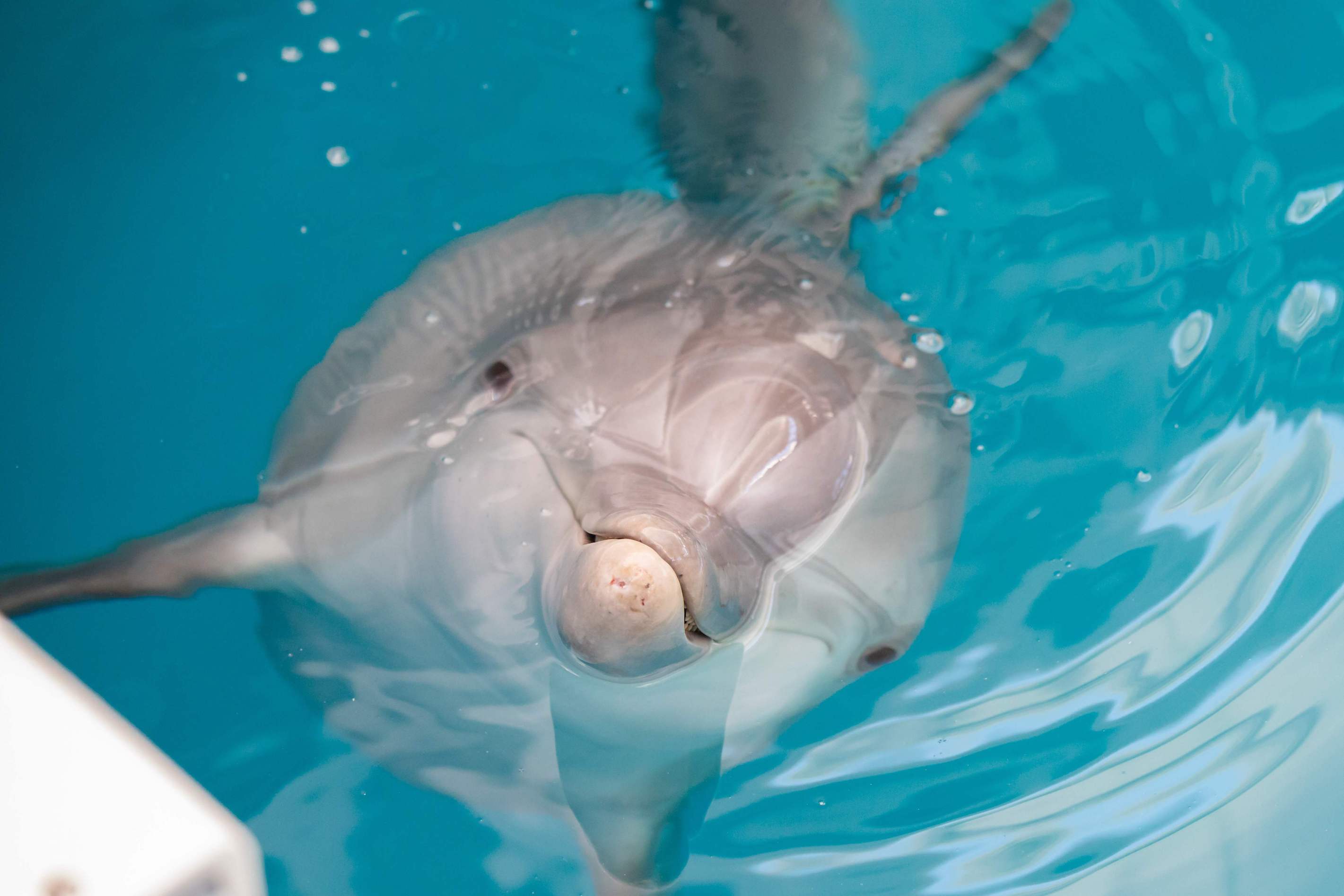 Dolphin Facts Quiz Clearwater Marine Aquarium