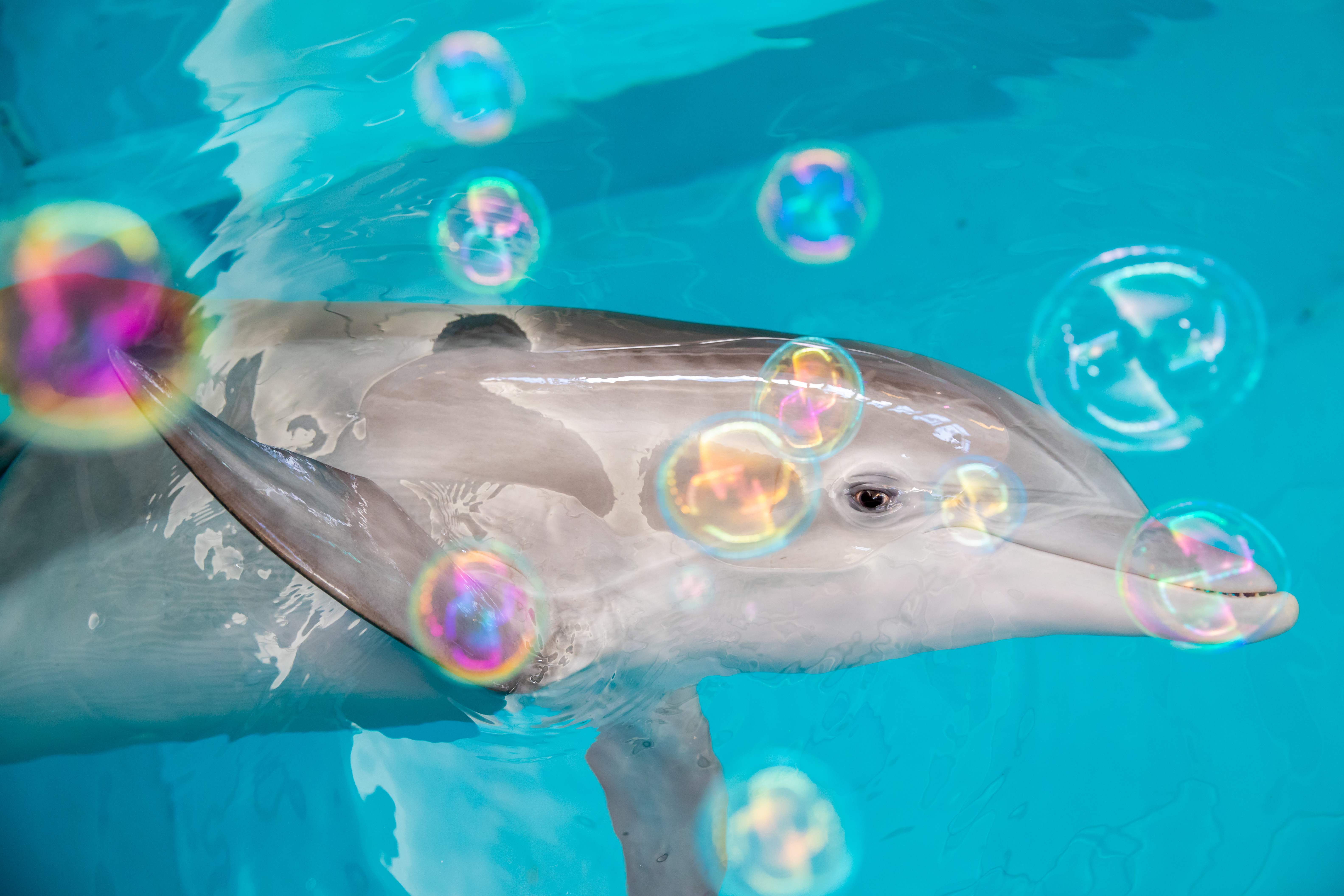 Dolphin Facts Quiz Clearwater Marine Aquarium